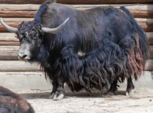 Yak