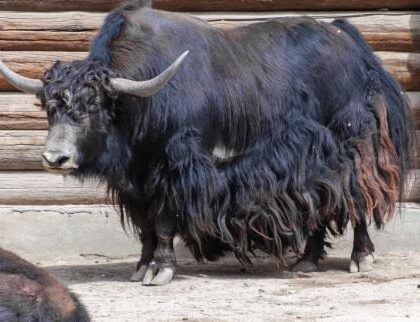Yak